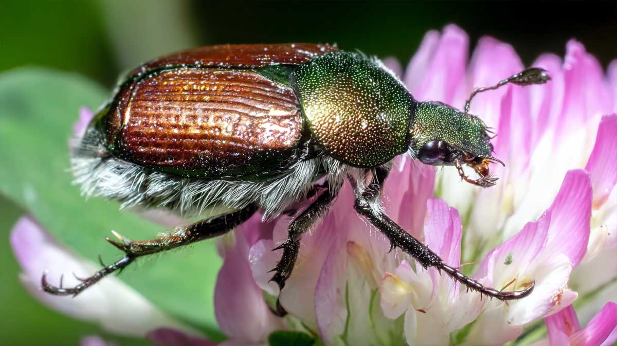 scarabee japonais