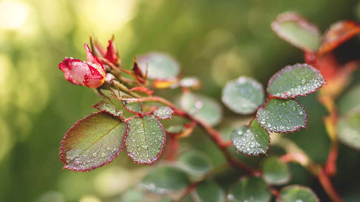 taille rosier bourgeon