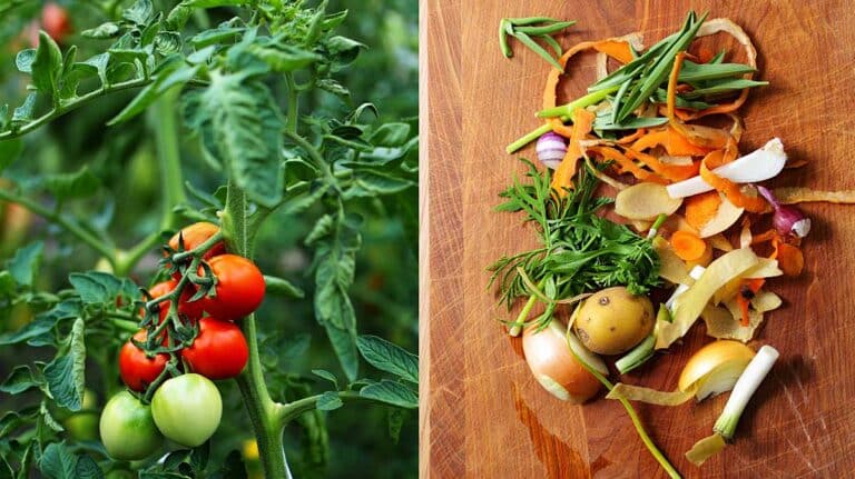 tomates et epluchures