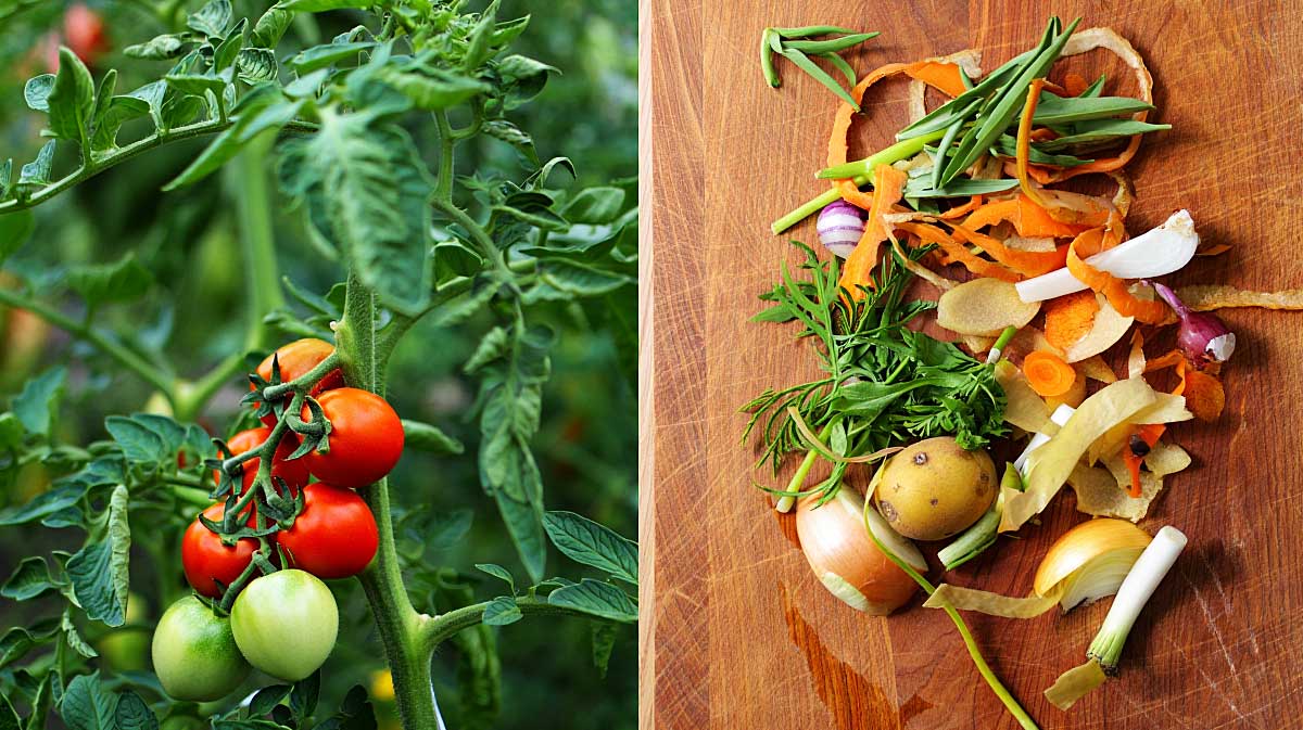 tomates et epluchures