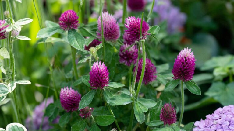 trifolium rubens