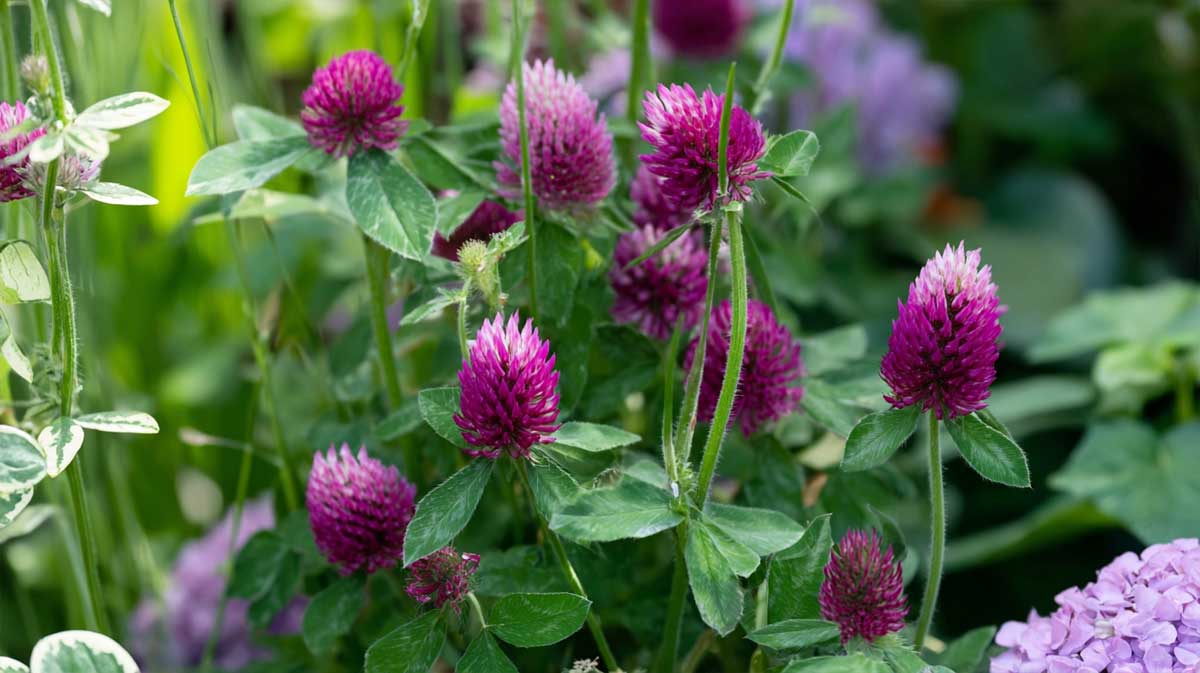 trifolium rubens
