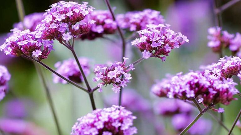 verveine de buenos aires