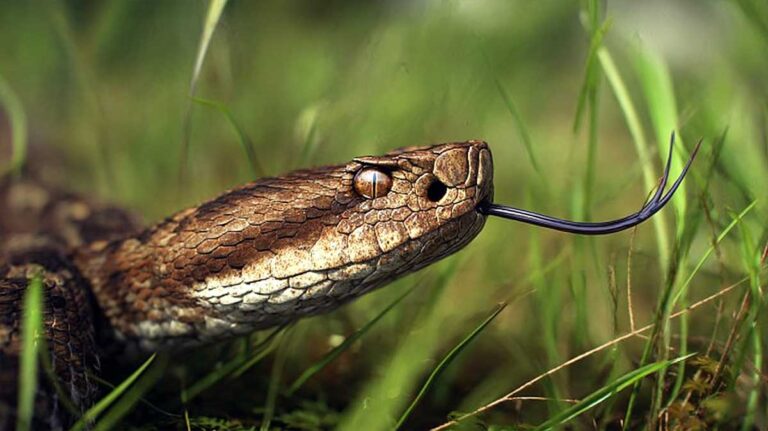 vipère dans un jardin