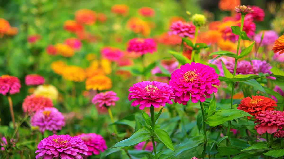 zinnias