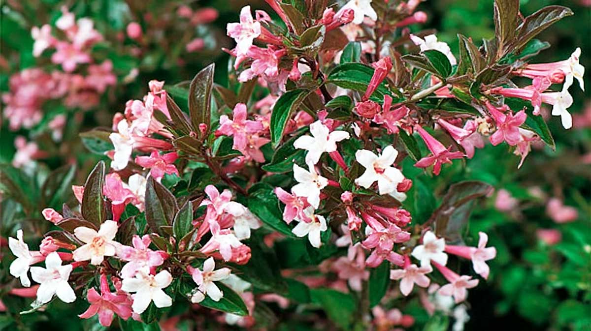 abelia