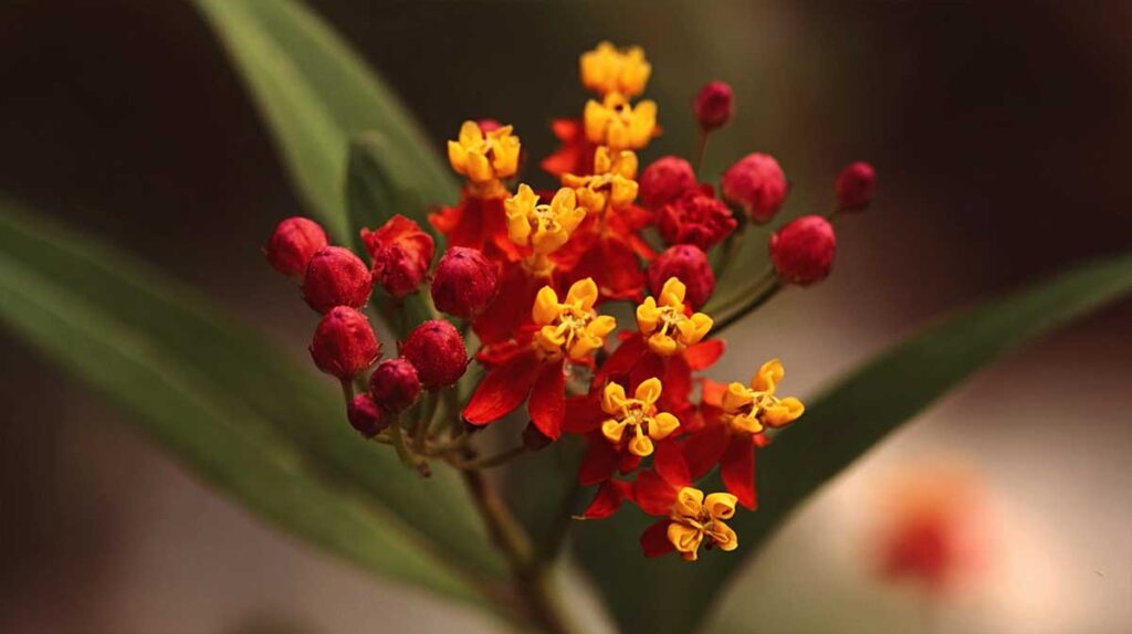 asclepias