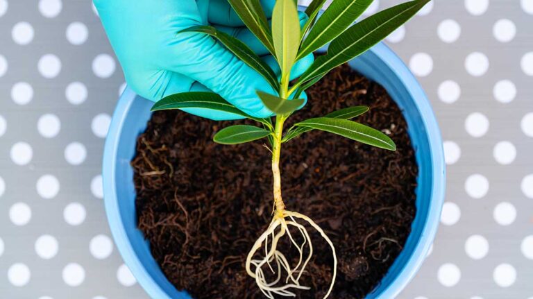 bouture laurier rose