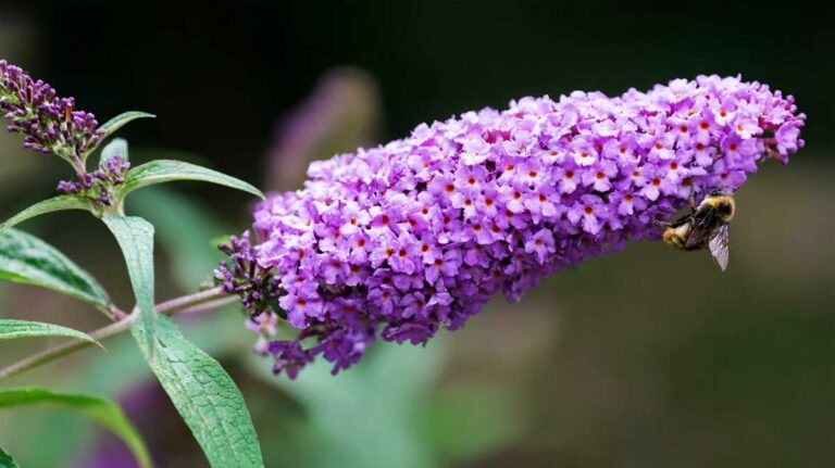 buddleia