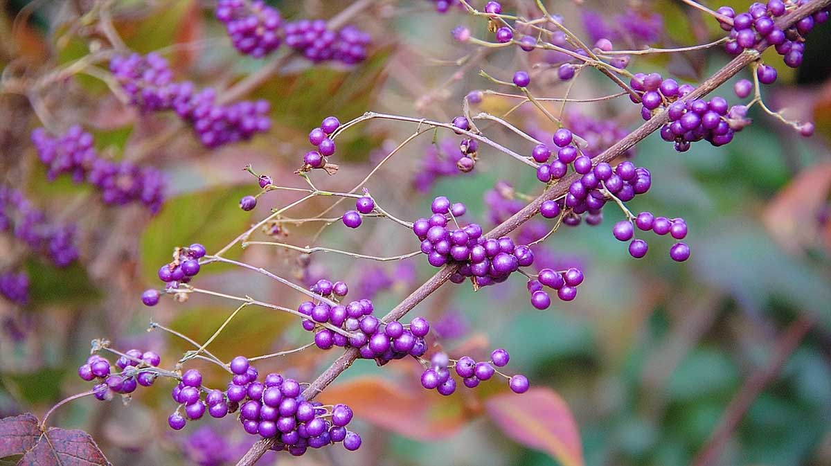 callicarpa bodinieri