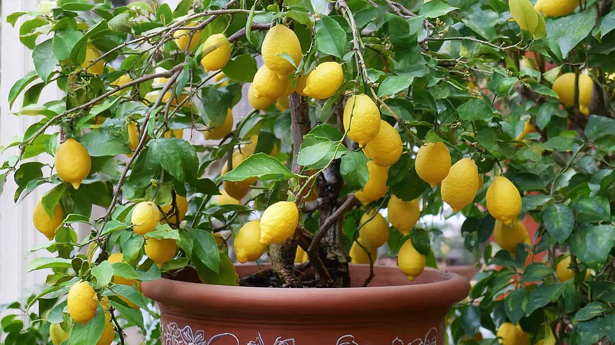 citronnier en pot