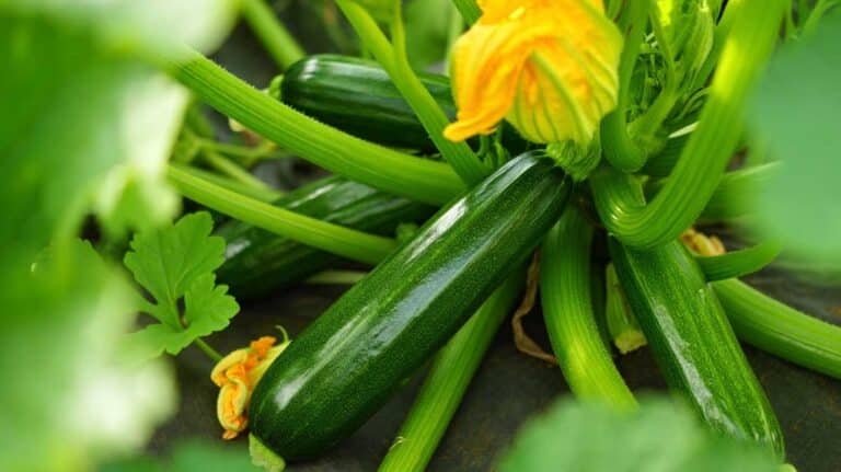 un pied de courgette