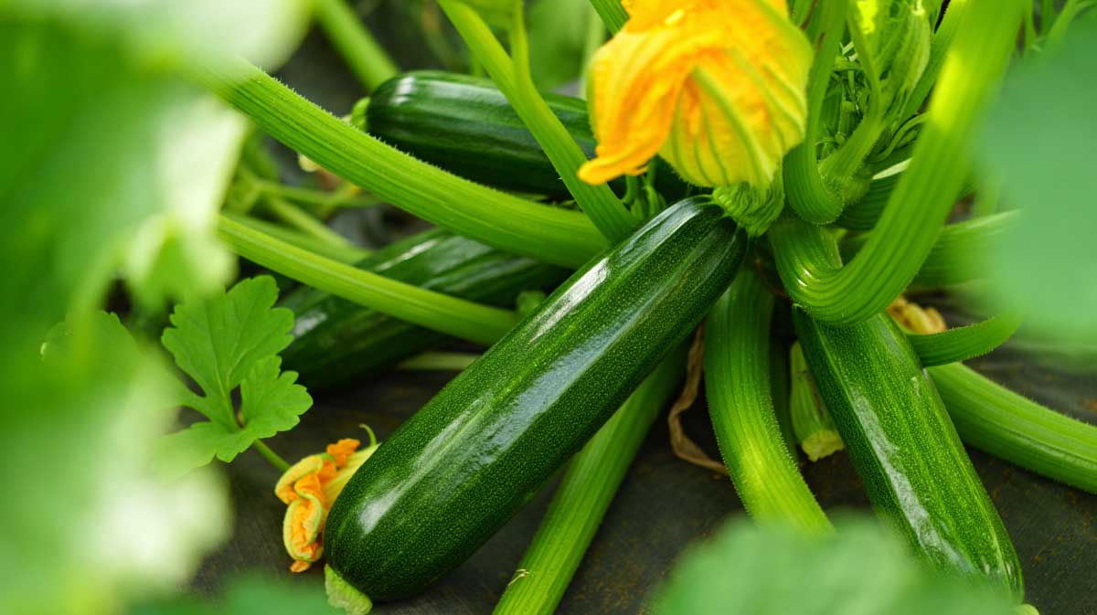 un pied de courgette