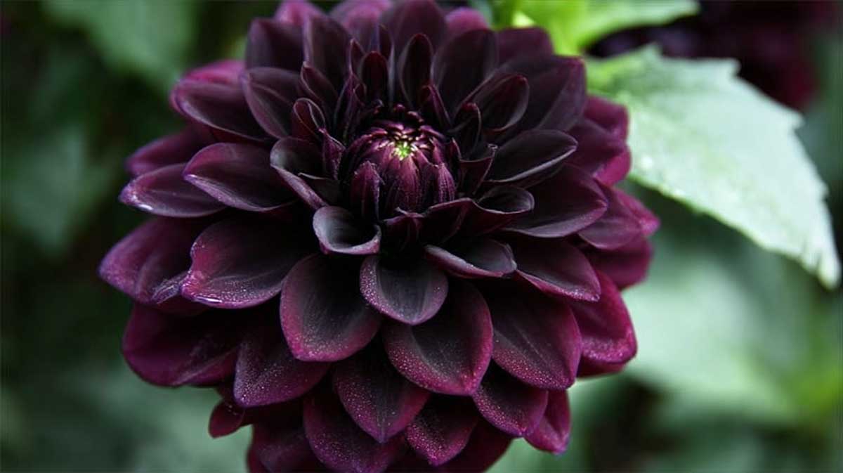 dahlia noir