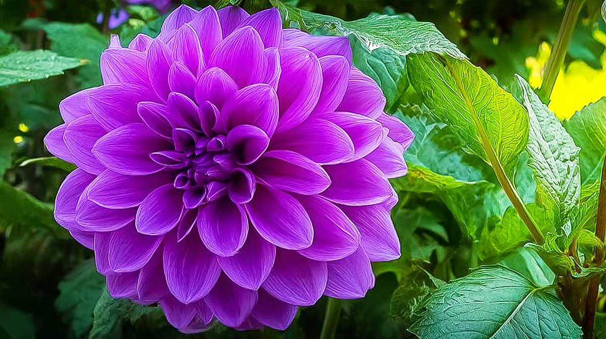 dahlia