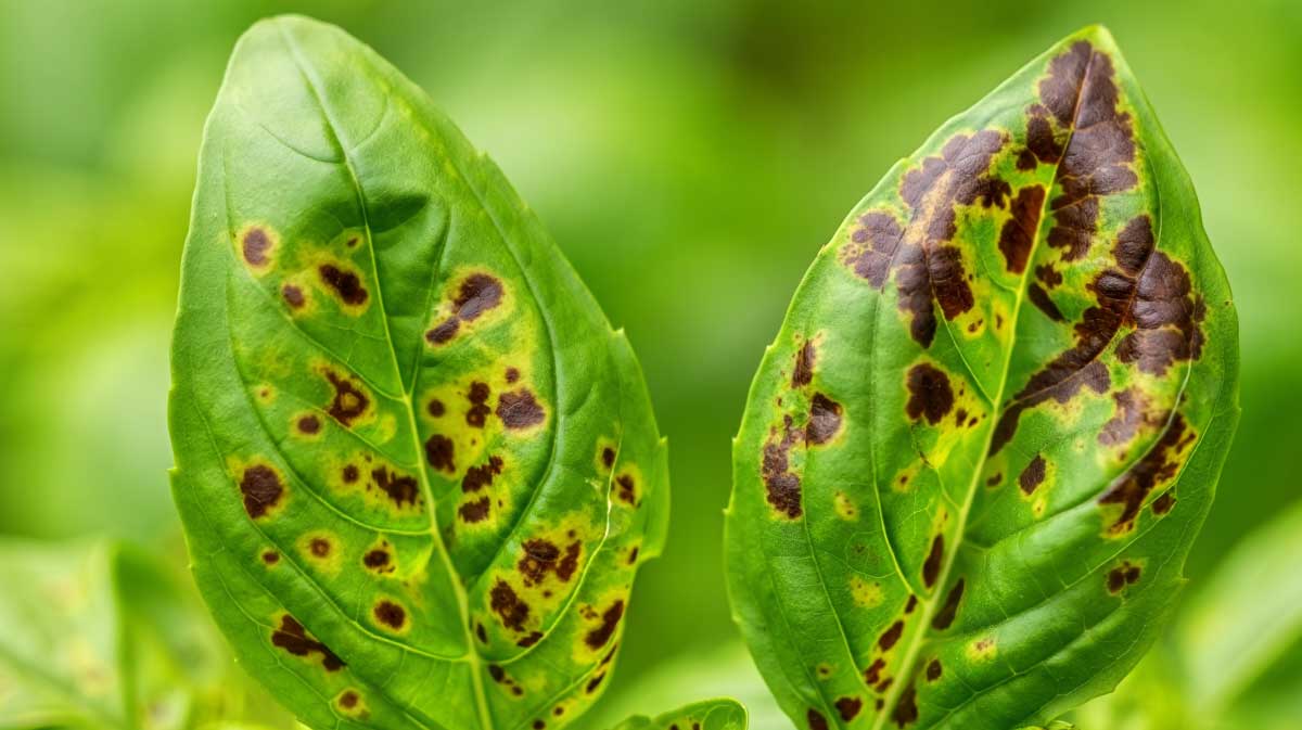 feuilles basilic noircies