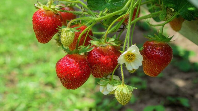 un pied de fraises au potager