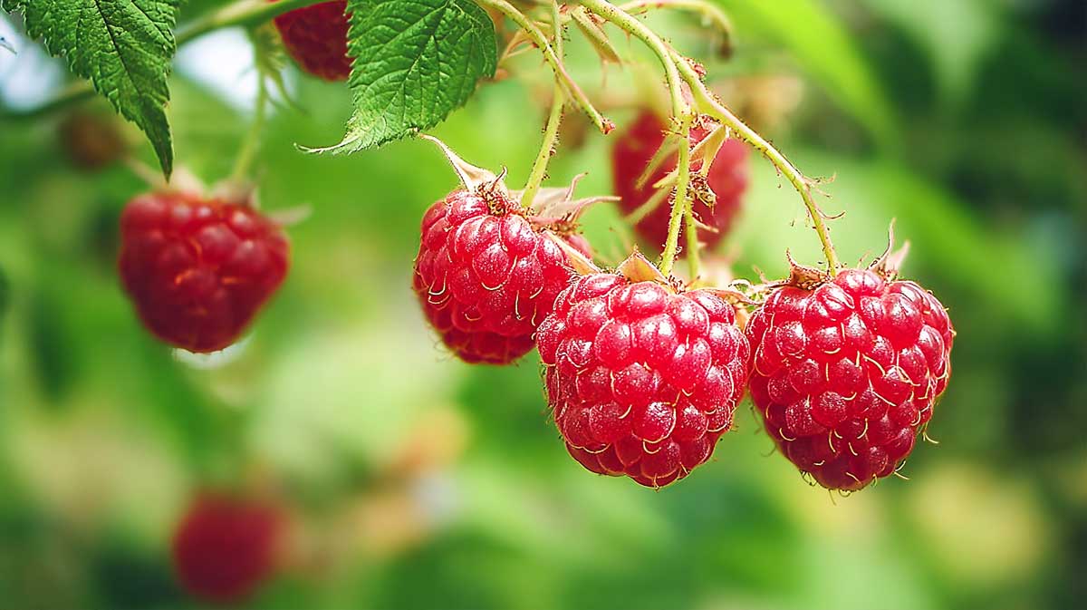 framboises