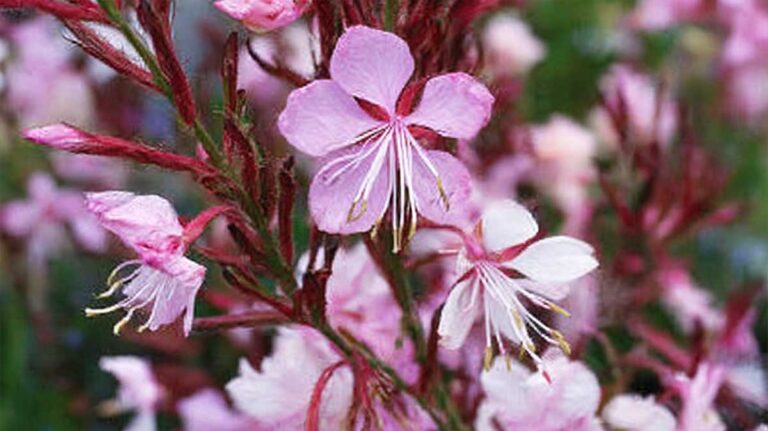 gaura