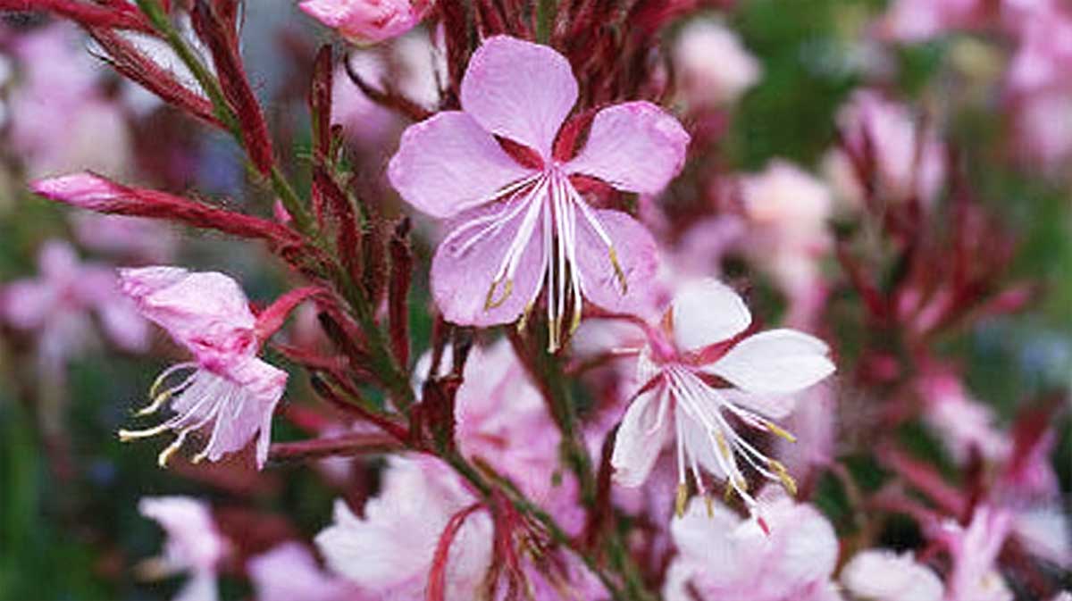 gaura