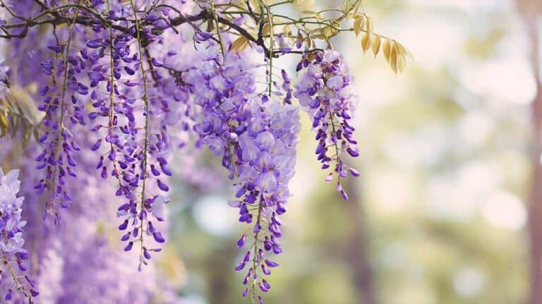 glycine