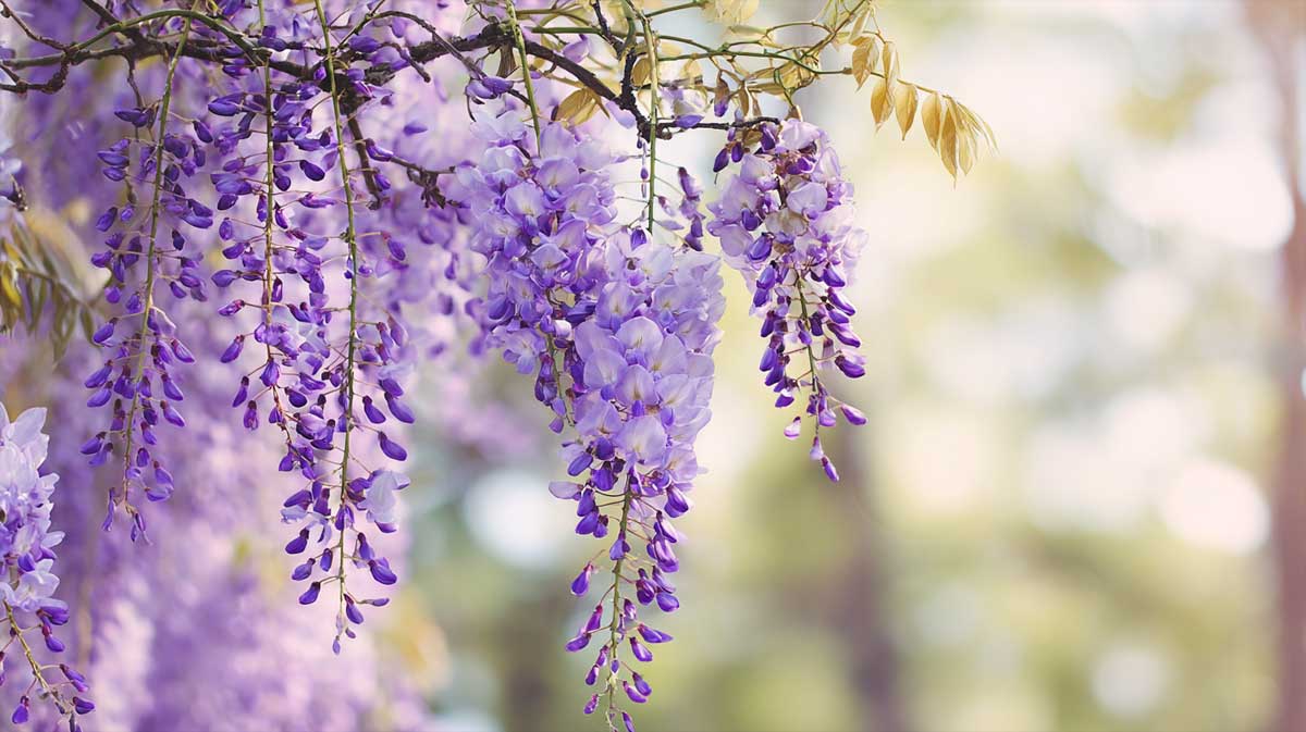 glycine