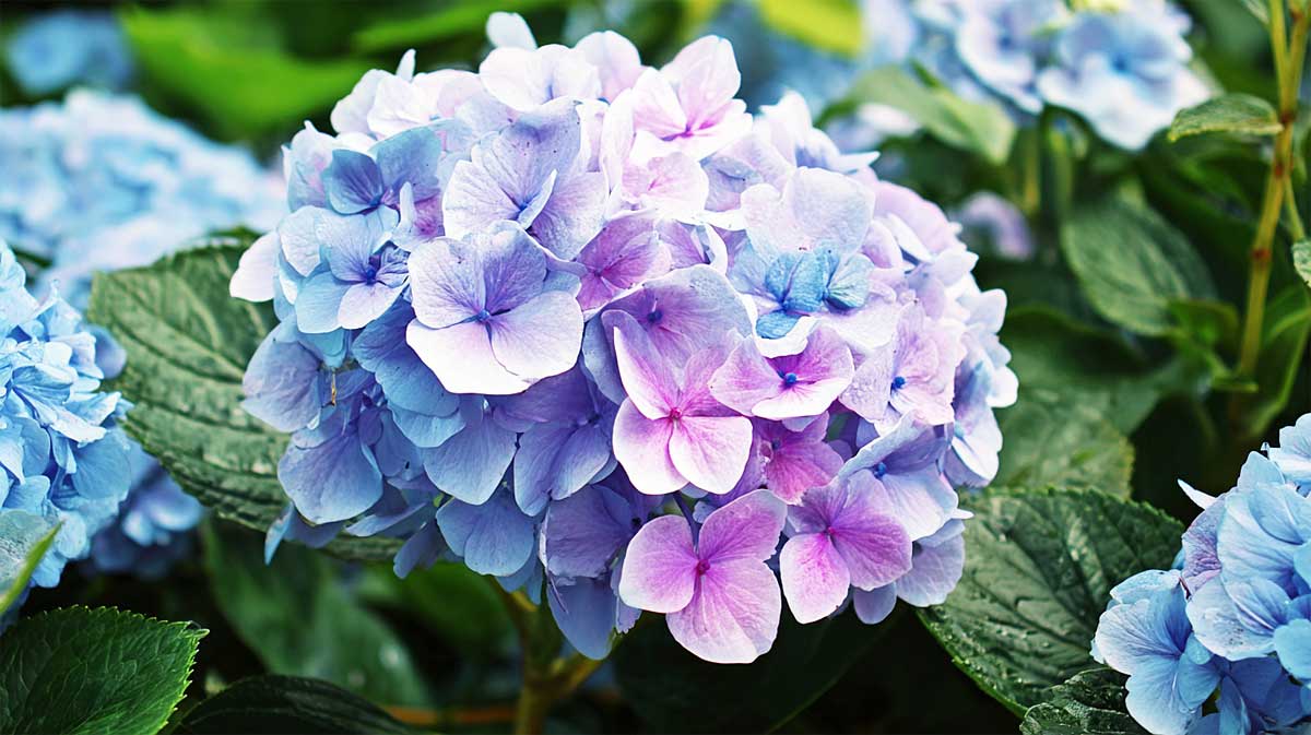 hortensia décoloré