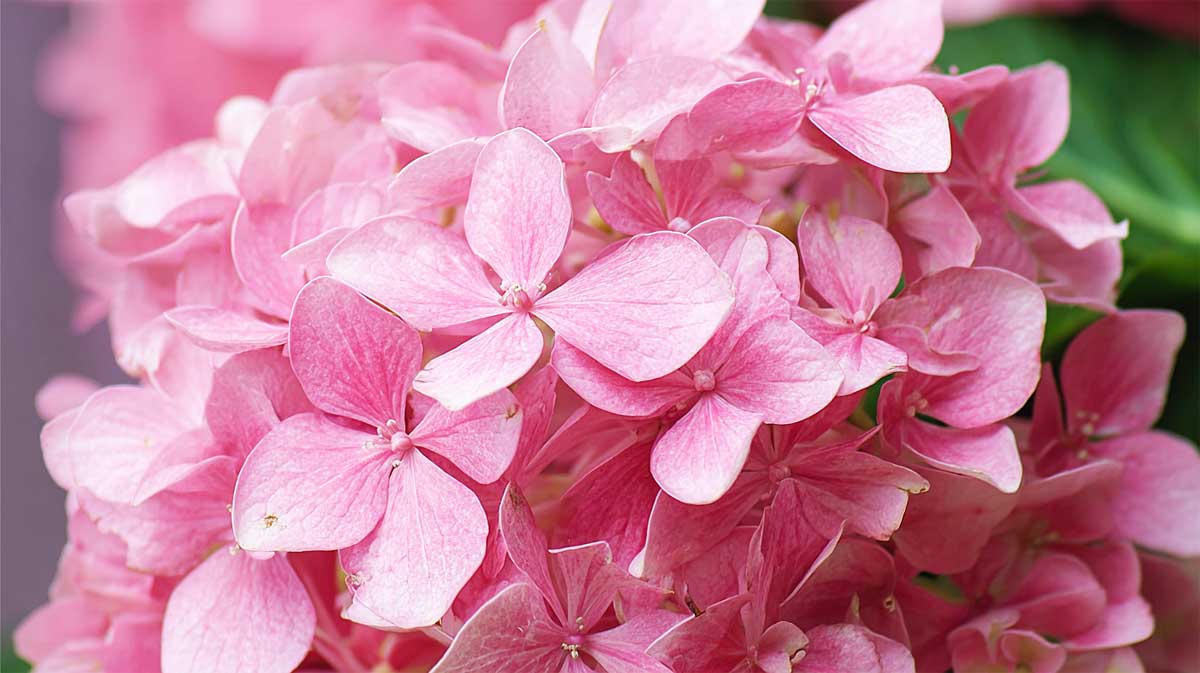 hortensia nain