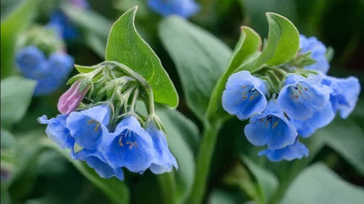 mertensia