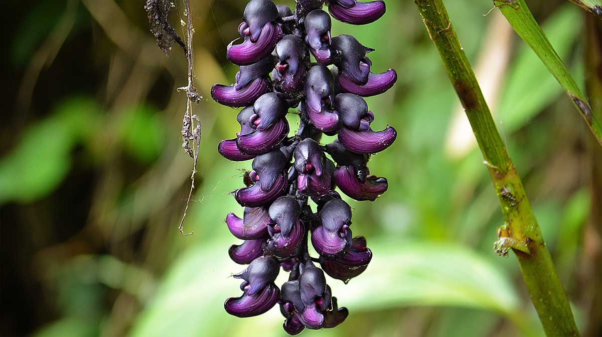 mucuna