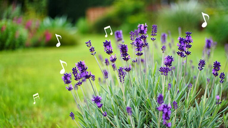 musique lavande