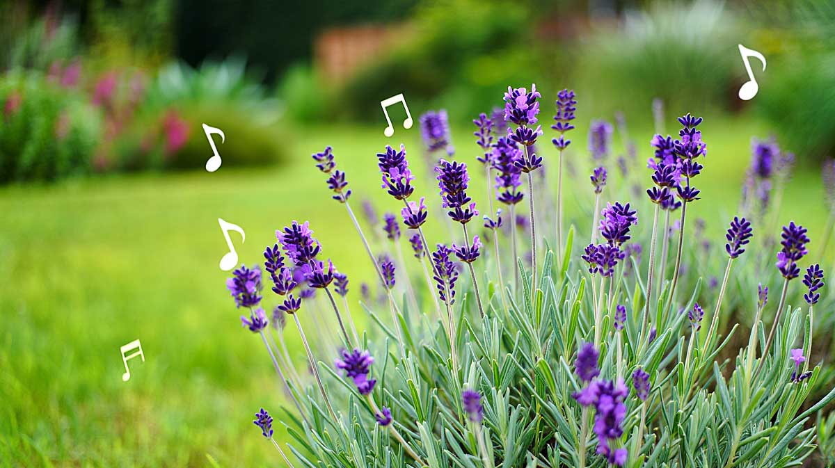 musique lavande