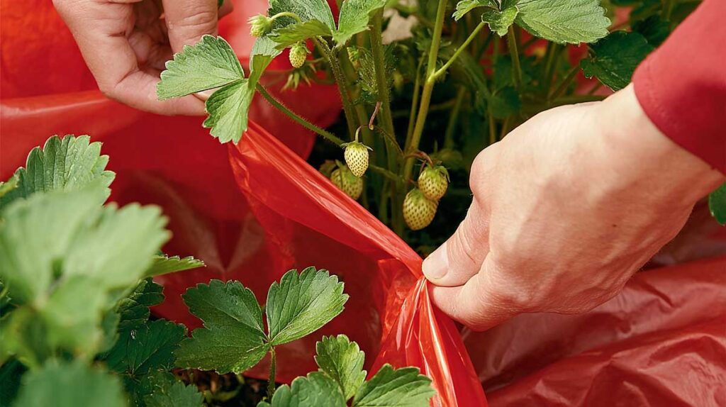 paillage plastique rouge fraises