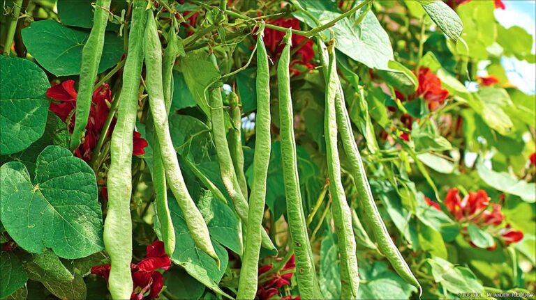 phaseolus
