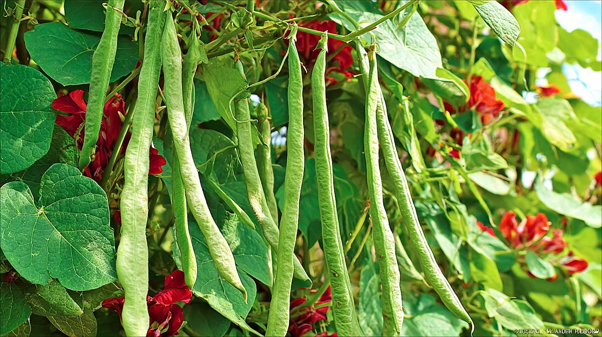 phaseolus