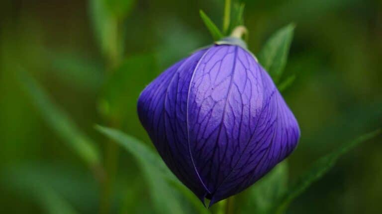 Platycodon grandiflorus