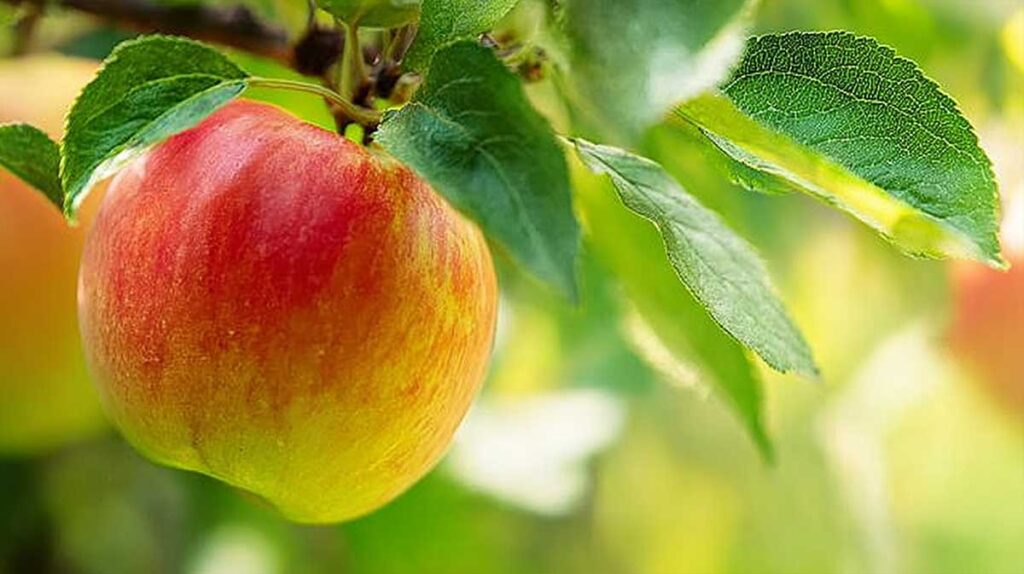 pomme sur arbre