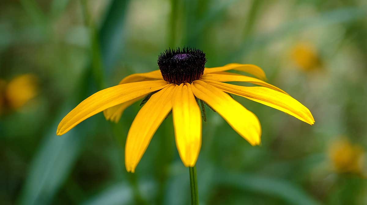 rudbeckia