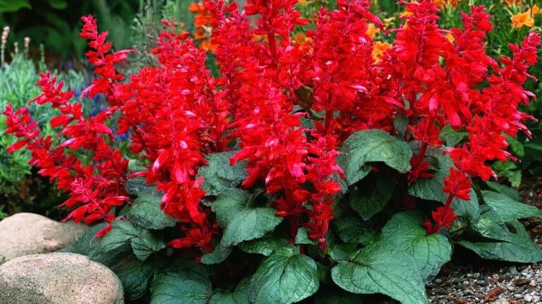 salvia