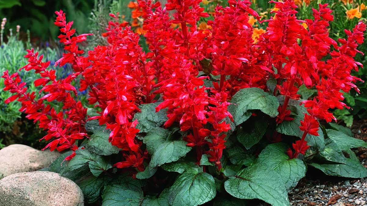 salvia