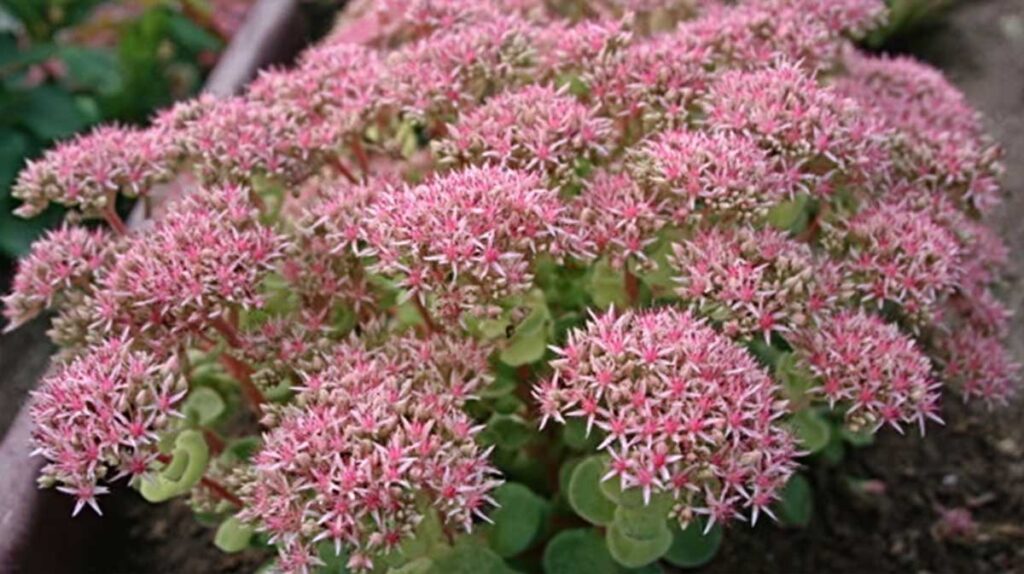 sedum spectabile