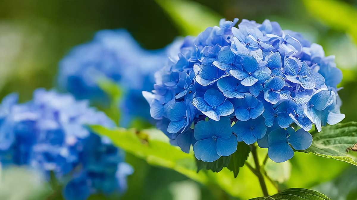 taille hortensia