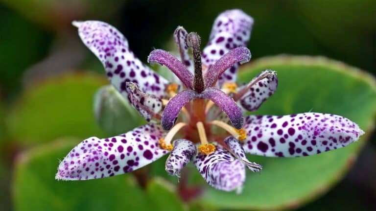 tricyrtis