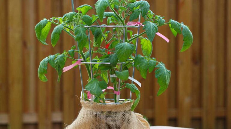 tuteur japonais tomates