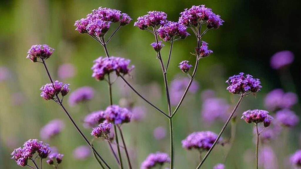 verveine buenos aires