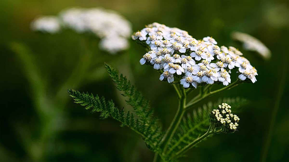 Couvre-sol increvable et plein de fleurs : l’achillée millefeuille, c’est le joker anti-sécheresse du mois d’août