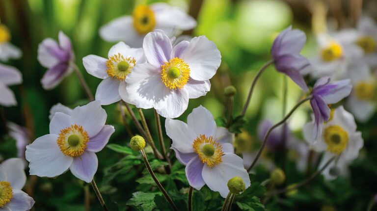 Ces anémones plantées fin août transforment un massif fatigué en bouquet d’automne