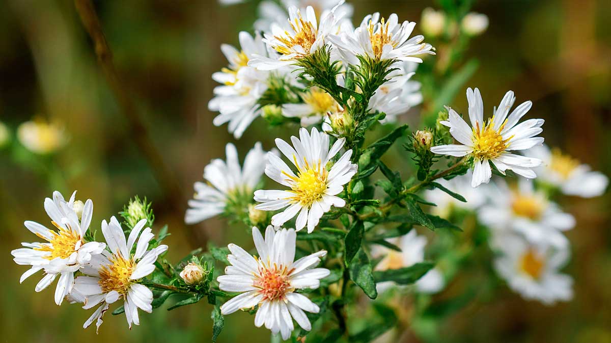 aster automne