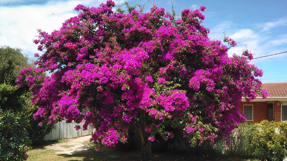 bougainvillier