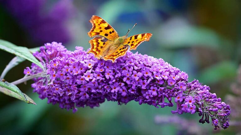 Depuis que je coupe les fleurs fanées du buddleia en août, il refleurit jusqu’en automne